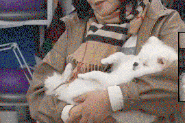 ofbekg.gif