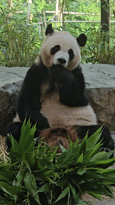 ogEAJd.gif