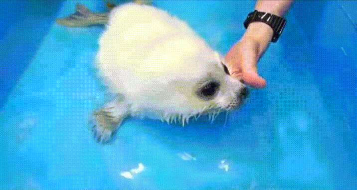 oiEduW.gif