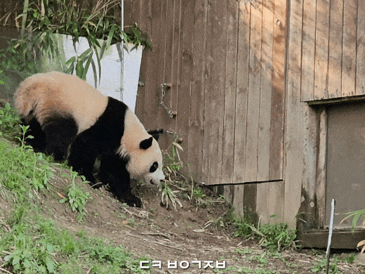 oiRaaV.gif