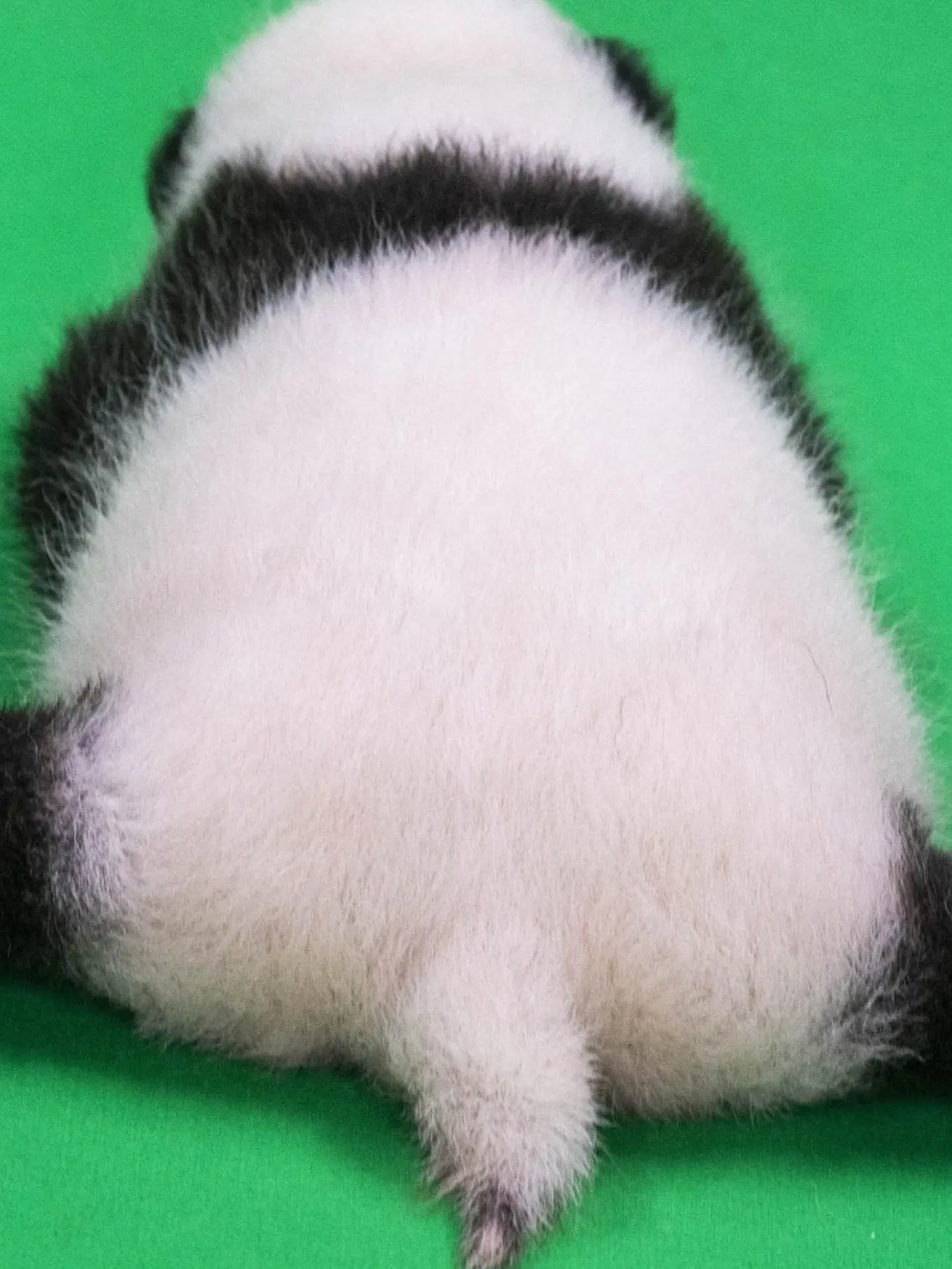 oinSDn