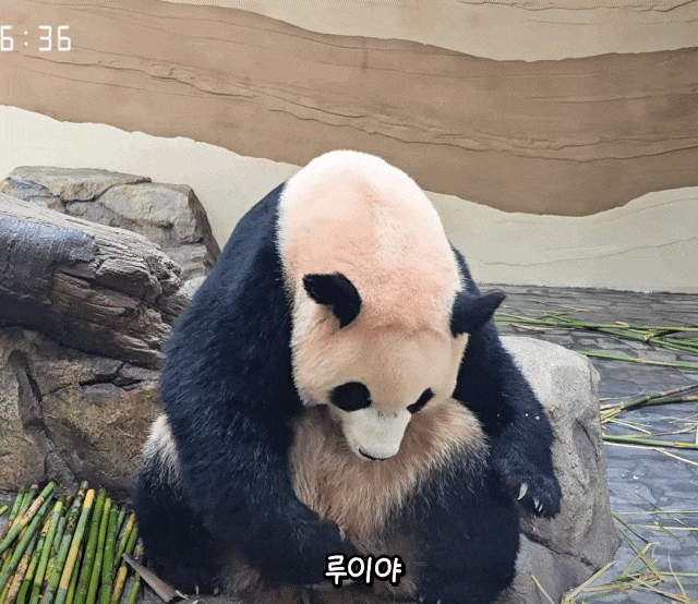okGkEj.gif