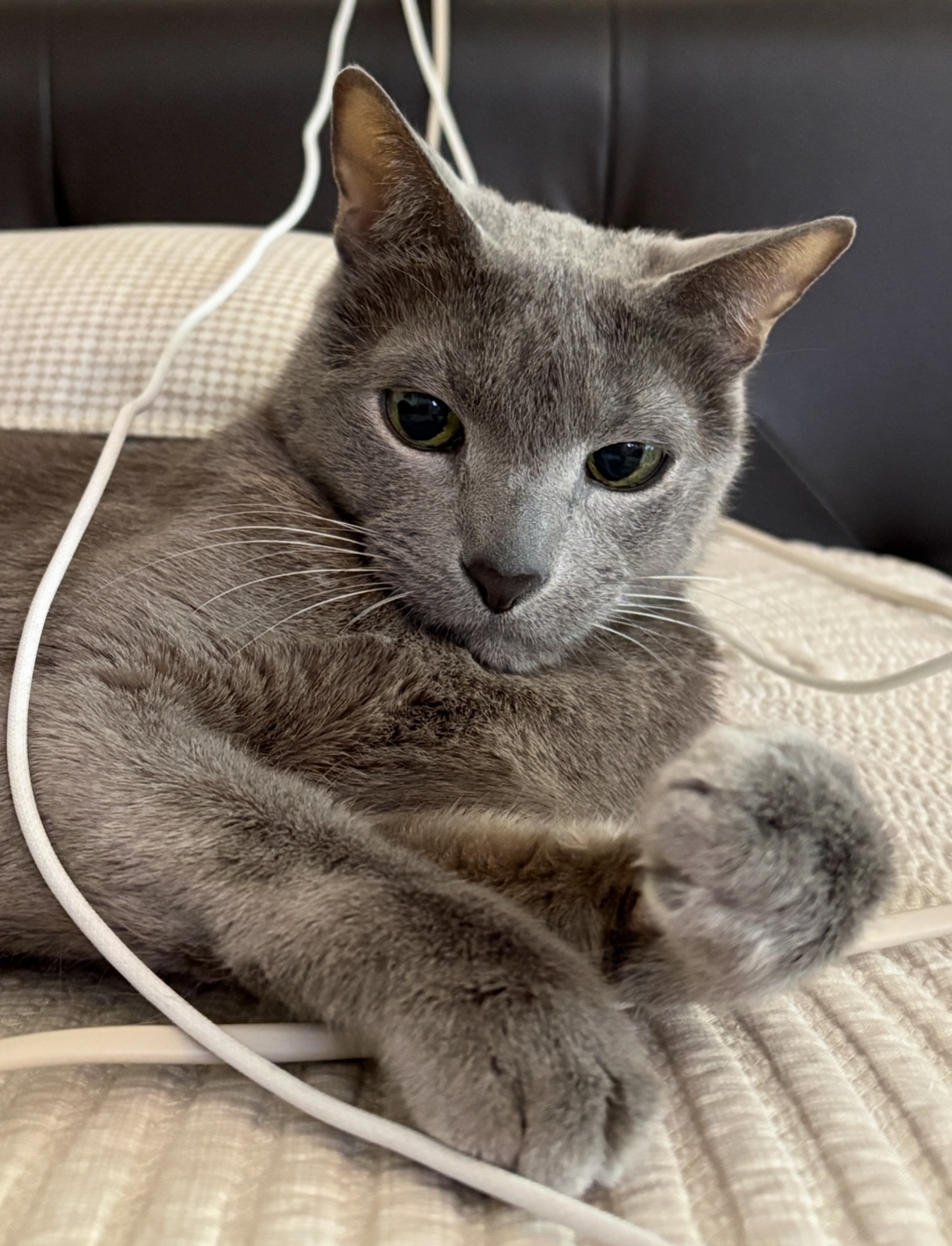 oliXlB