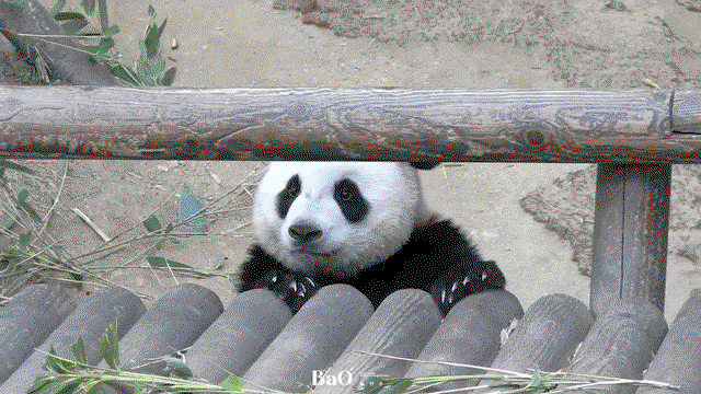 onthvi.gif
