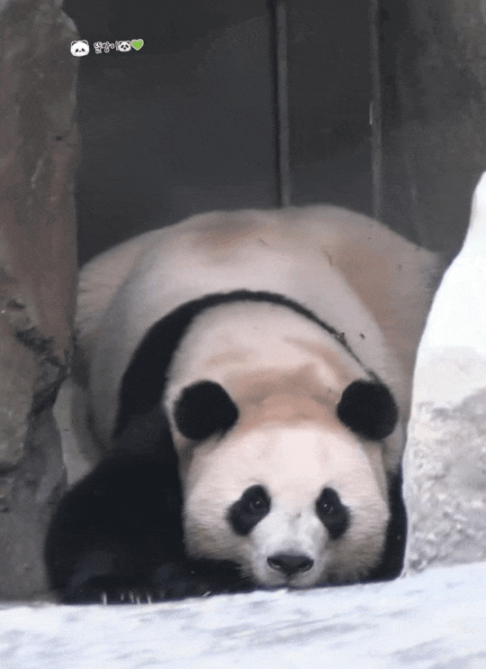 ozqcxq.gif