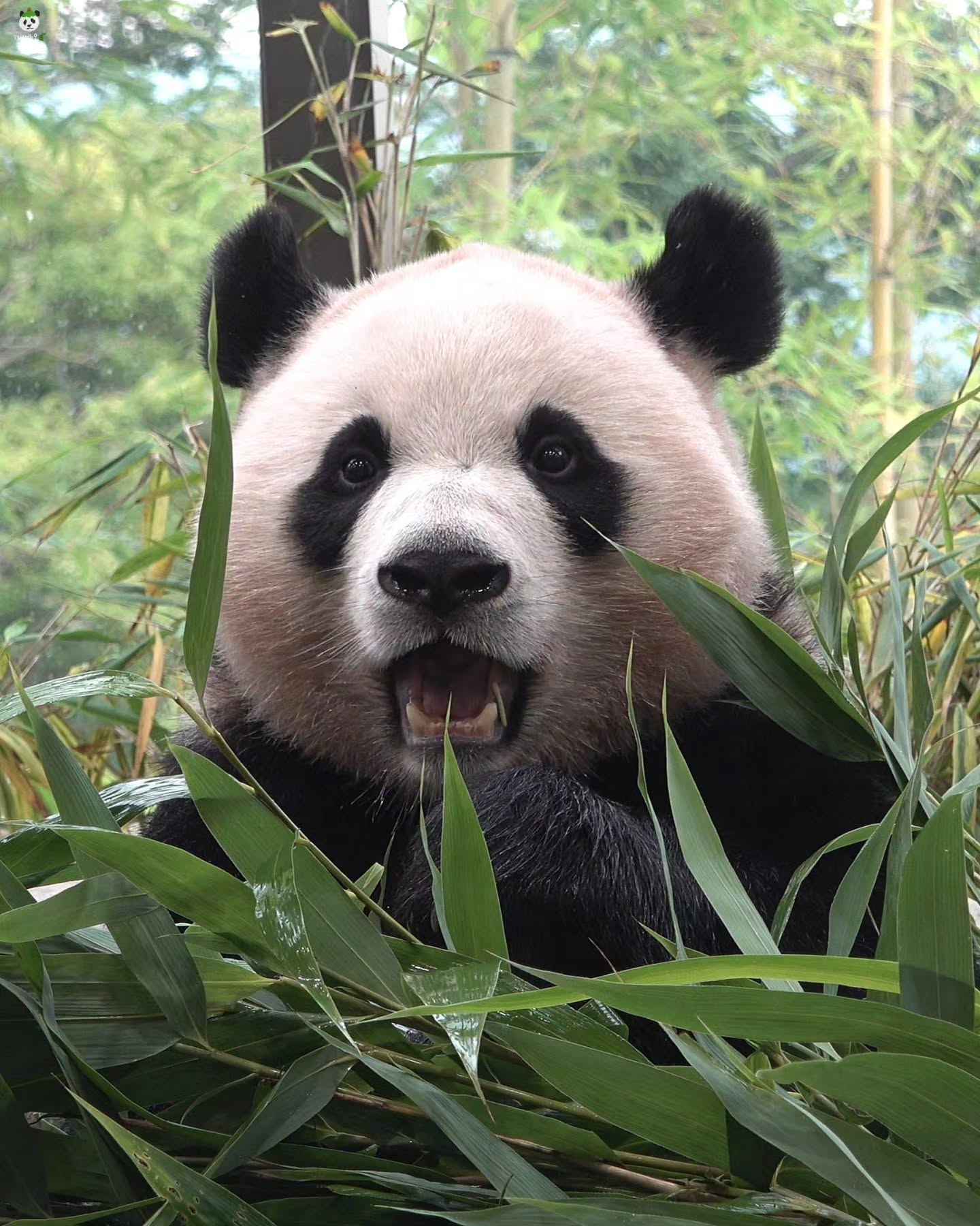 pAgovR