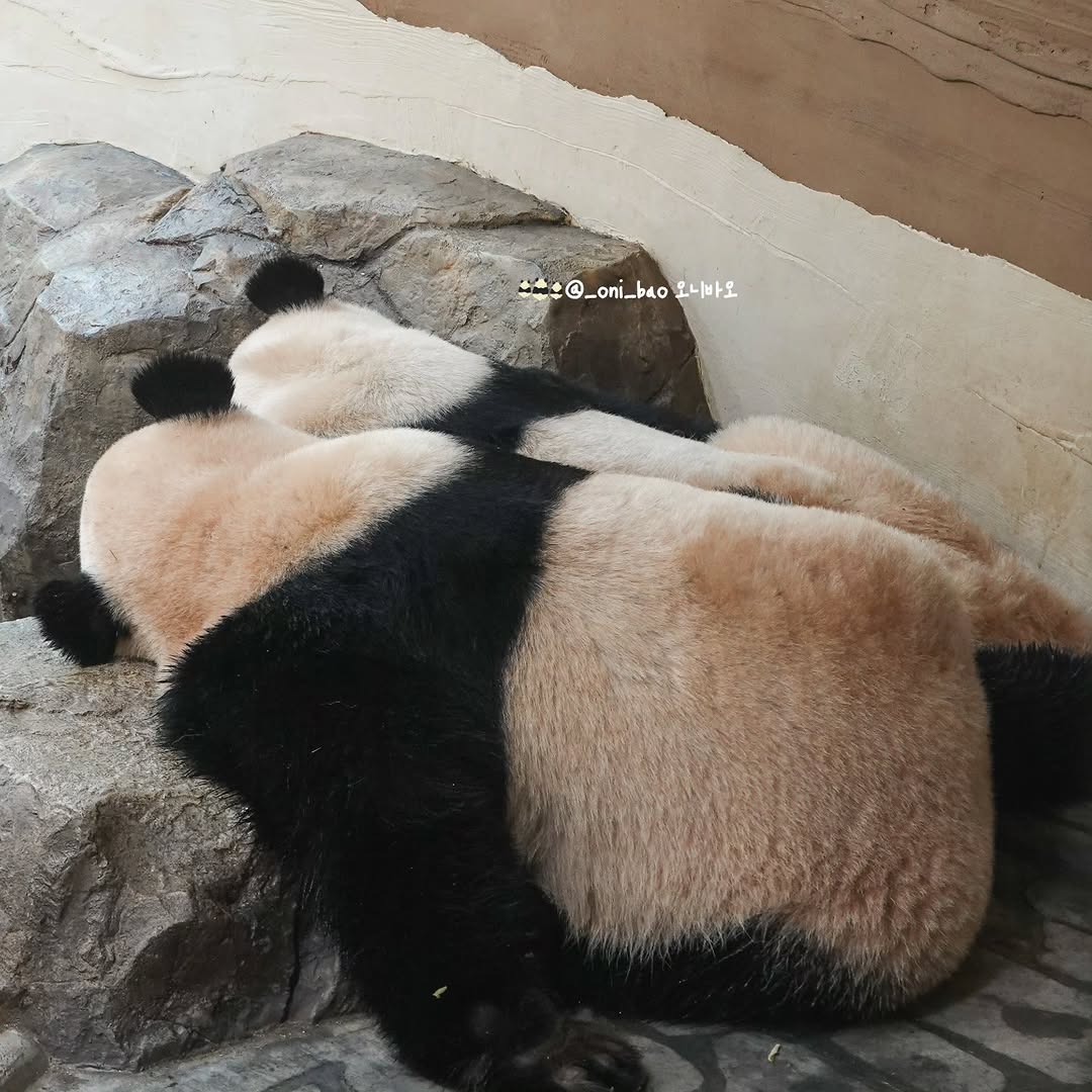 pBJbdJ