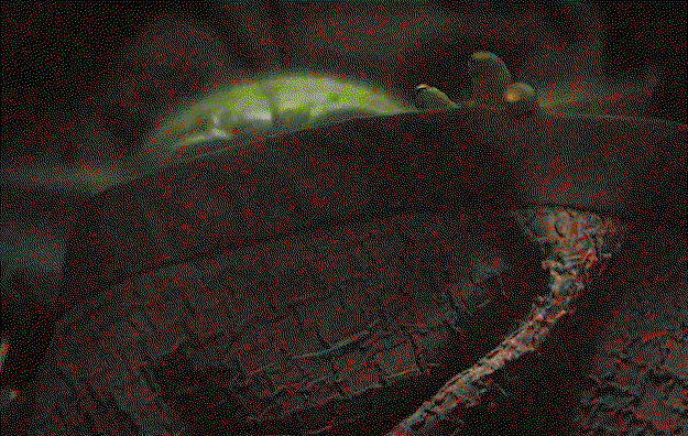 pGjbRf.gif