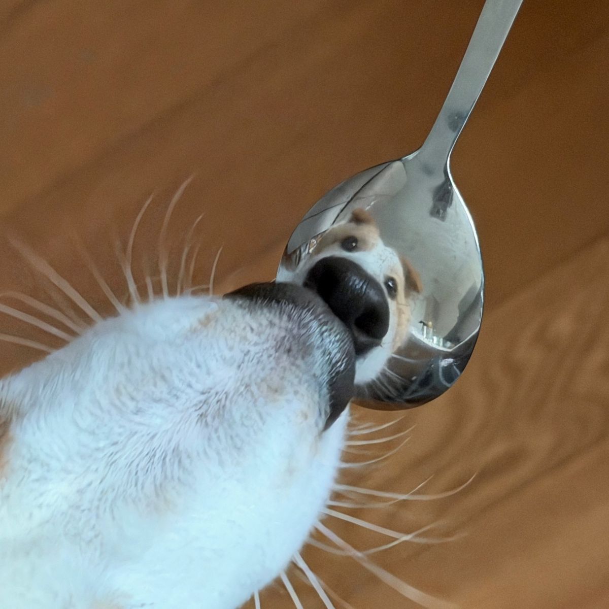 pGnSCh