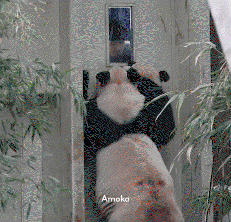 pHWqlQ.gif