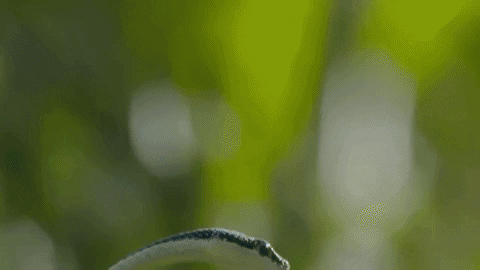 pJaUMp.gif