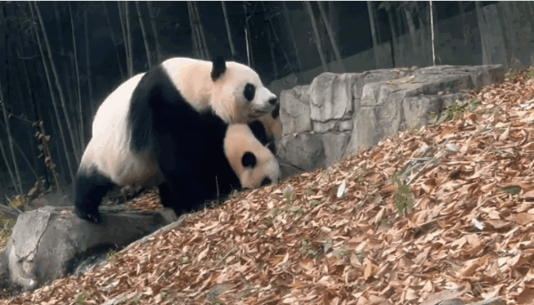 pNZIVp.gif