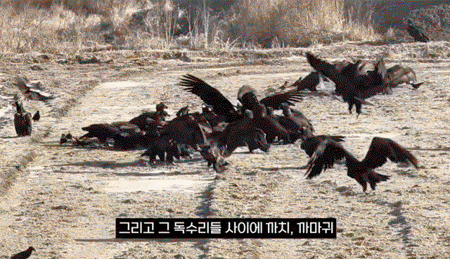 pZCFFI.gif