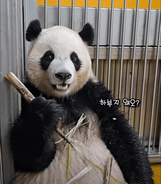 pZDPDi.gif