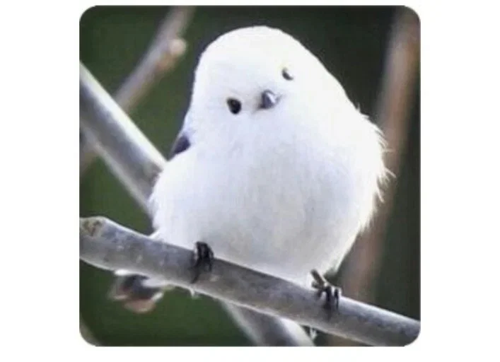 paflOt