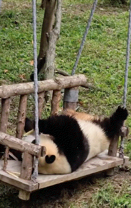 pcqanz.gif