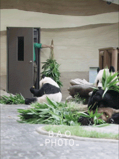 phayOh.gif