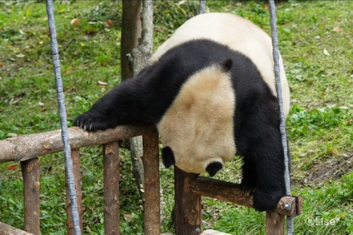 ponOCe
