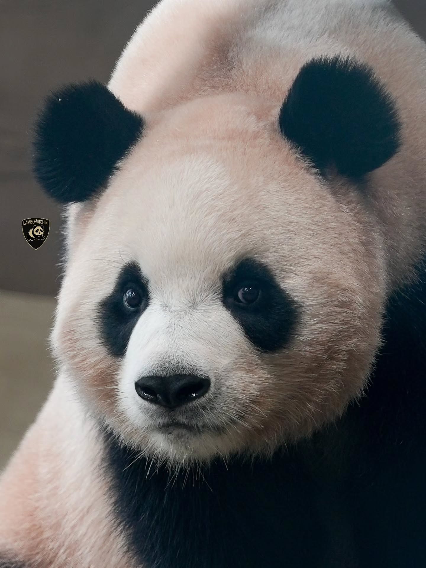 ppnsyL