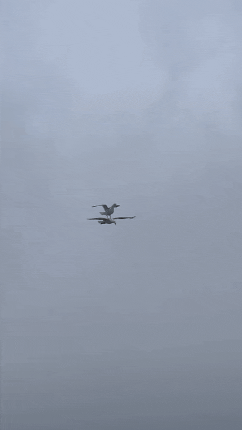 prRLwi.gif