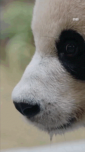 prlqXY.gif