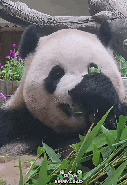 puAKWu.gif