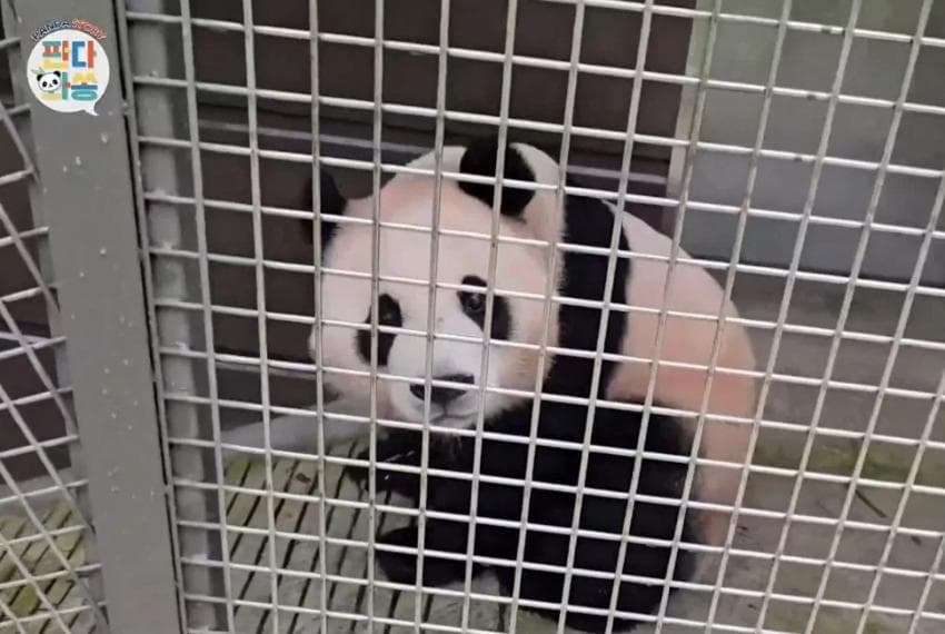pvwepW