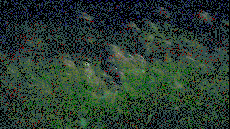 pxQjpB.gif