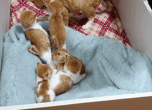 pzInHv.gif