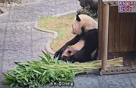 qCsIpT.gif