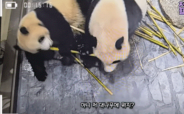 qEOPcK.gif
