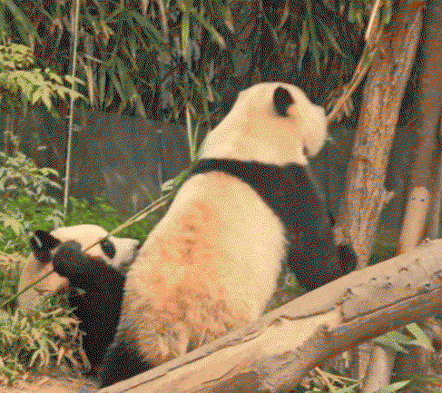 qUNGFq.gif
