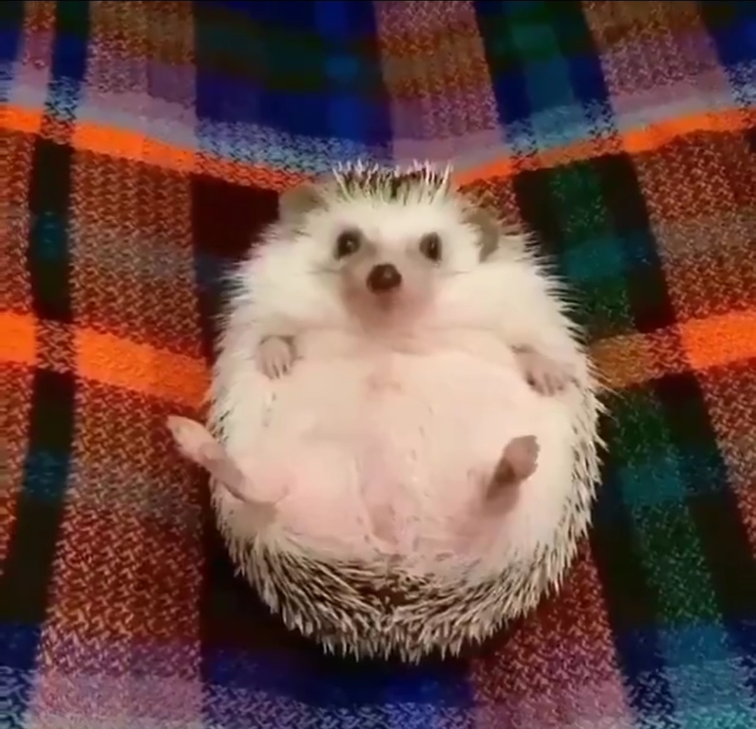 qWbcsH