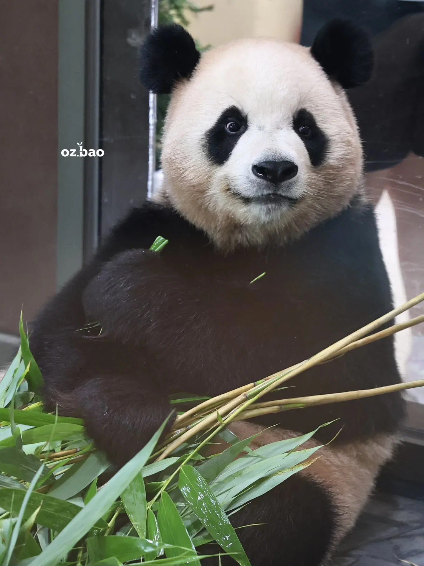 qajwkQ