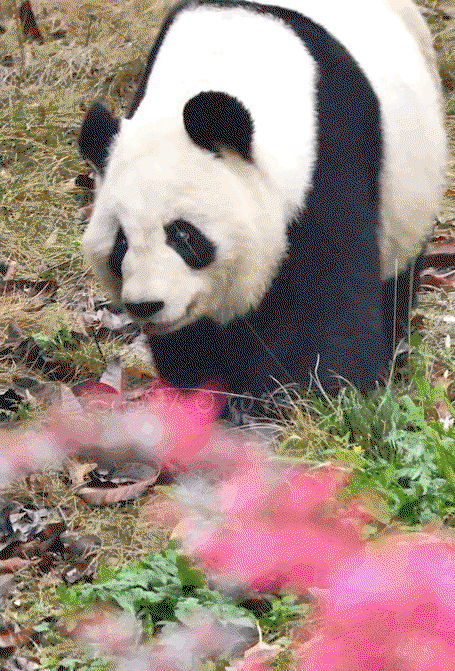 qdnpcv.gif