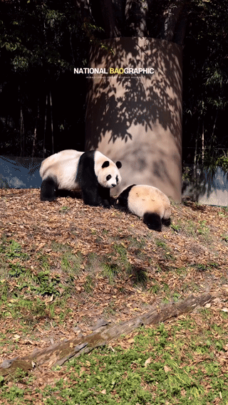 qhIXVh.gif