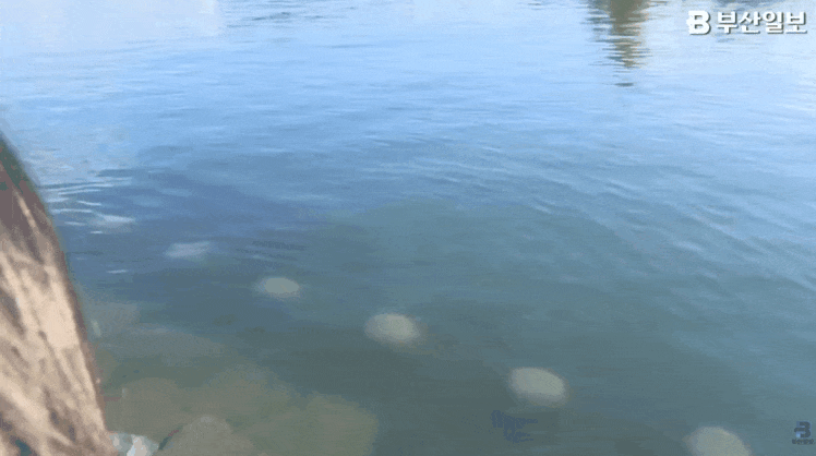 qlcBvg.gif