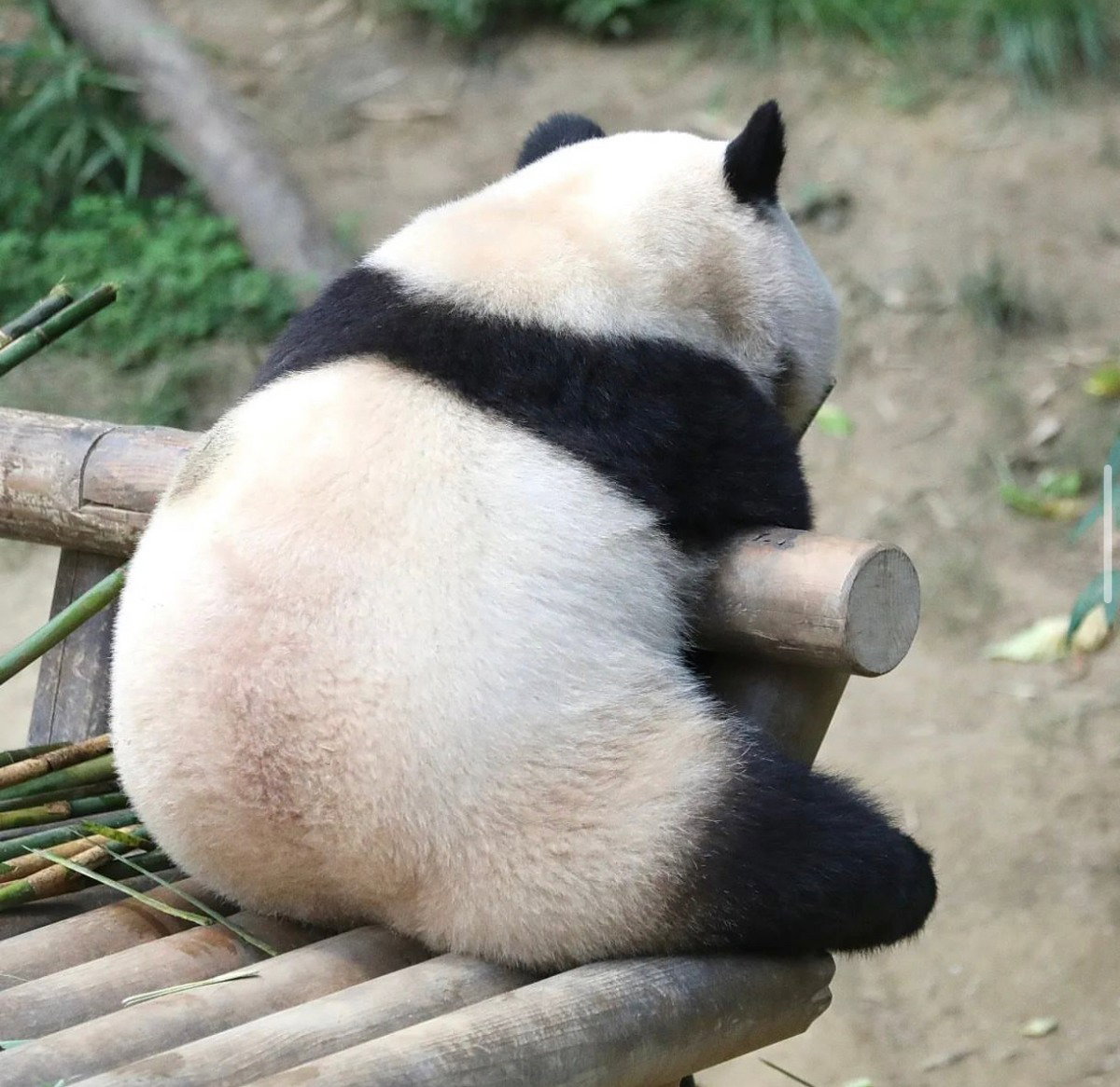 qnPIjt