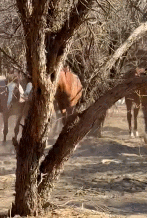qnooHq.gif