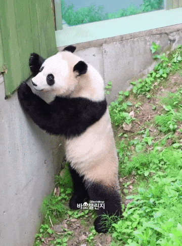 rAEfbx.gif