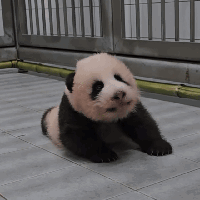rAOyWA.gif
