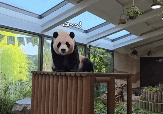 rDSiRa.gif