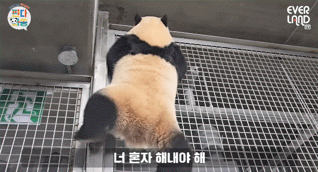 rFORxf.gif