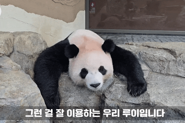 rJpoIX.gif