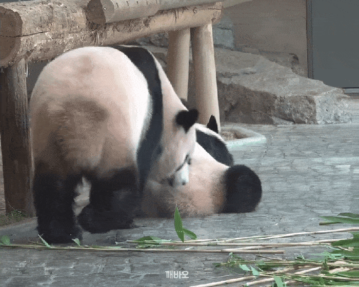rKvGxN.gif
