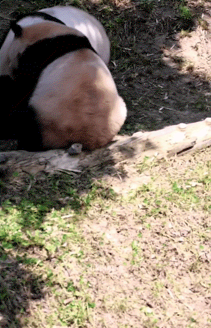 rcWEsG.gif