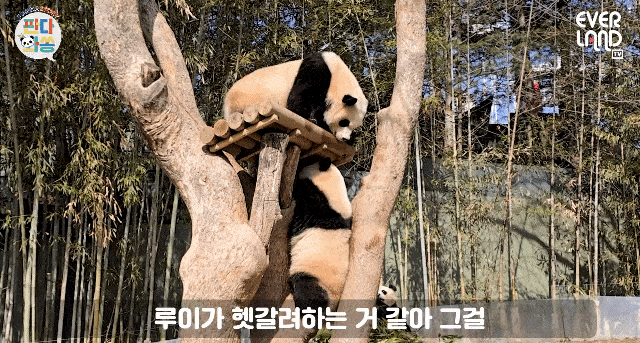 rdIKwg.gif
