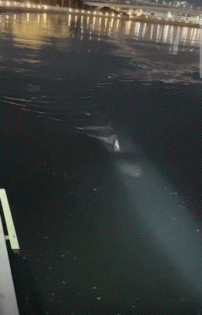 reNaFs.gif
