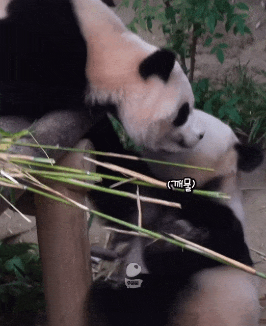 riYpOD.gif