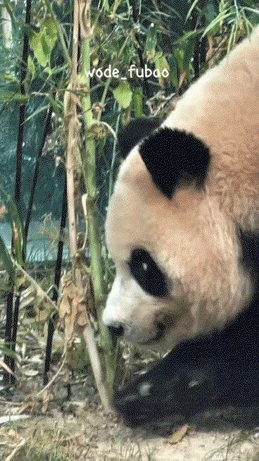 rkQaZB.gif